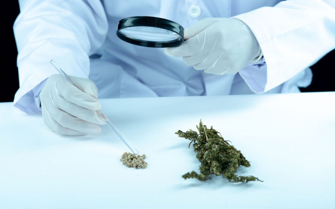 Can you protect the marijuana against Covid-19?